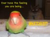 catwatchbird.jpg