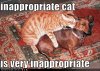 funny-dog-pictures-cat-and-dog-behave-inappropriately.jpg