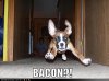 funny-dog-pictures-dog-runs-to-bacon.jpg