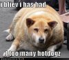 funny-dog-pictures-fat-dog-ate-too-many-hotdogs.jpg