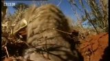 Never seen before glimpse into meerkat life -  BBC wildlife