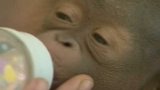 Baby Orangutan Born in Indonesia