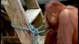 Attenborough: Amazing DIY Orangutans - BBC Earth