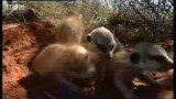 Cute meerkat pups hide in African desert - BBC wildlife