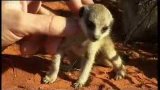 Adorable baby meerkats explore the African wild for the first time - BBC wildlife