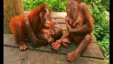 Little baby orangutans get scared